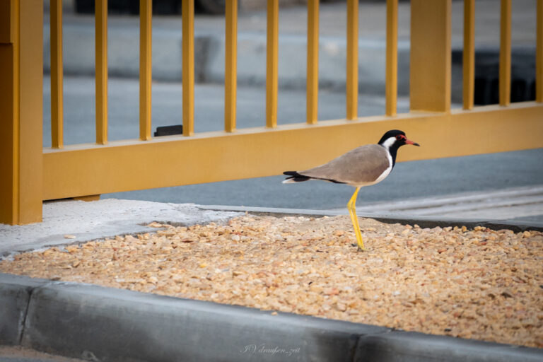 In der Wartezeit unbekannte Vögel fotografiert :-)